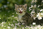 mew kitten