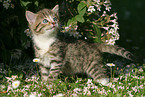 kitten