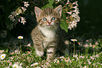 kitten