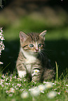 kitten