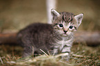 kitten