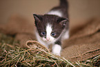 kitten