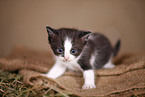 kitten