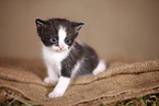 kitten