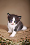 kitten