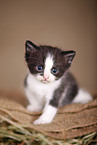 kitten