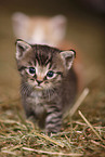 kitten