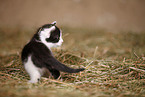 kitten