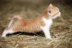 kitten