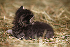 kitten