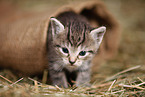 kitten