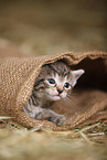 kitten