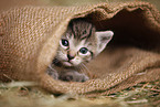 kitten