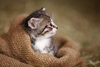 kitten