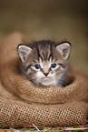 kitten