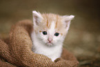 kitten