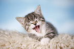 kitten