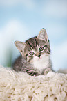 kitten