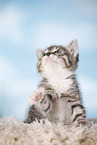 kitten