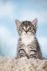 kitten