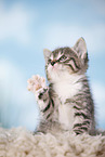 kitten