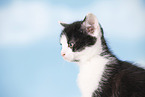 kitten