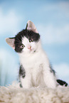 kitten