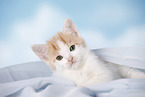 kitten