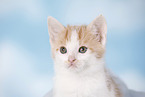 kitten