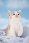 kitten