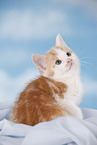 kitten