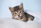 kitten