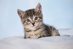 kitten