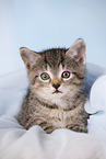 kitten