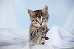 kitten