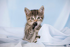kitten