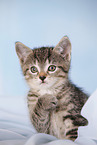 kitten