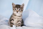 kitten