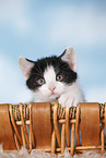 kitten