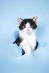 kitten