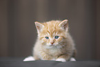 Kitten