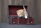 Kitten in wooden box