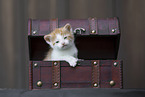 Kitten in wooden box