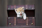 Kitten in wooden box