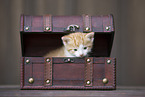 Kitten in wooden box