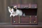 Kitten in wooden box