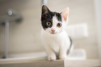 domestic kitten