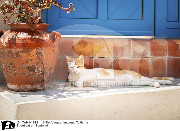 Street cat on Santorini / TAH-01345