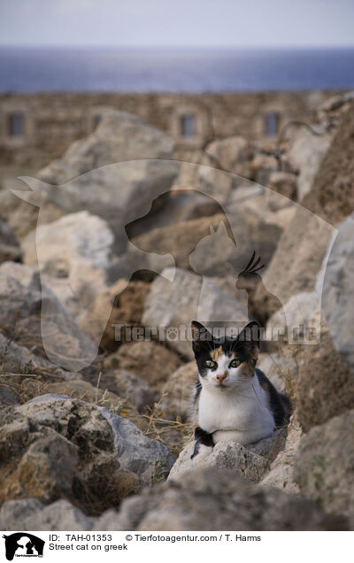 Straenkatze auf Griechenland / Street cat on greek / TAH-01353
