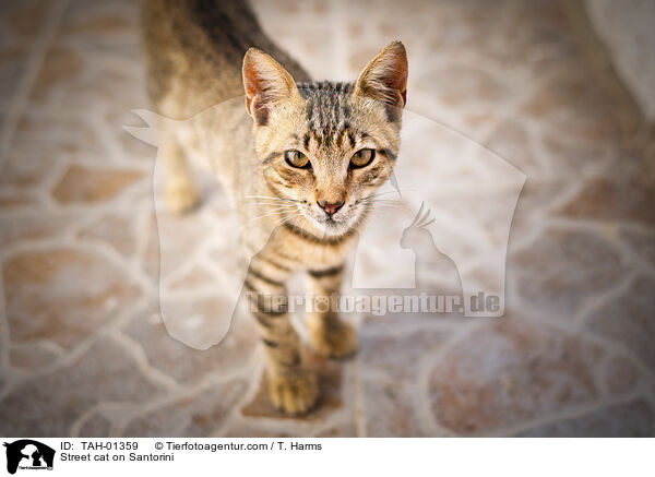 Straenkatze auf Santorin / Street cat on Santorini / TAH-01359